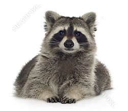 Raccoon (9 months) - Procyon lotor