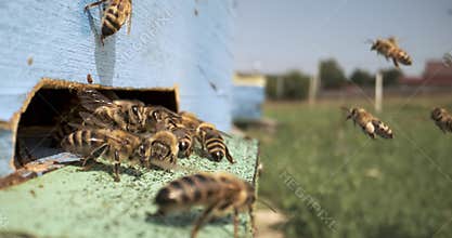 Honey bees fly near a beehive in a slow motion.Bees are best known to humans for their ecological roles as pollinators. Honey bees