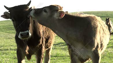 Two Calf