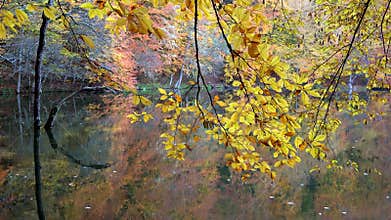Magnificent cinematic view dry tree leaves on peaceful calm relaxing autumn lake water, reflection, floating leaves, still water
