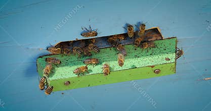Honey bees fly near a beehive. Bees are best known to humans for their ecological roles as pollinators. Honey bees flying into