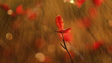 Autumn rain close-up