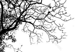 Silhouette tree