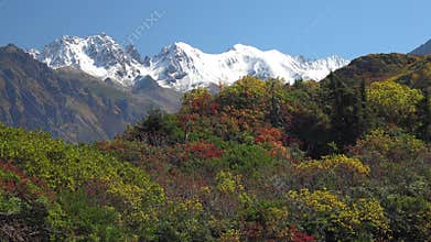 Patagonia Argentina mixed forest and shrubland fill valley below snowy mountain peaks, autumn, andes, south america, andean