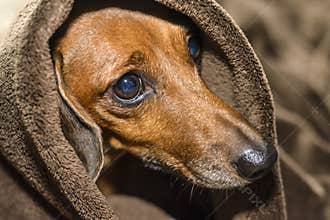 Dog under the covers