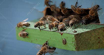Honey bees fly near a beehive. Bees are best known to humans for their ecological roles as pollinators. Honey bees flying into