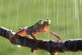 monkey tree frog