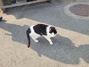 A cat hiding and observing under the shade