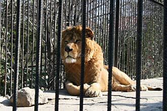 Lion in zoo