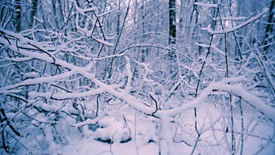 Snowy branches in forest