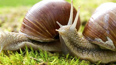 Helix pomatia also Roman snail, Burgundy snail