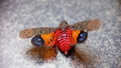 Bright red and black insect rests on stone