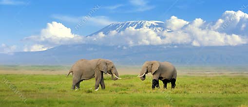 Elephant
