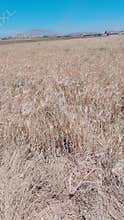Dry wheat field under blue sky rural landscape