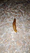 Brown slug on textured stone ground surface