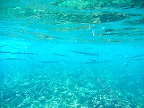 Needle Fish School