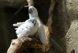 White Cockatoos