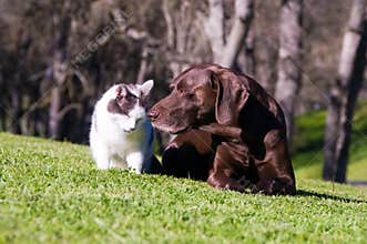 Dog And Cat