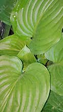 Green Leafy Plant Close Up - Salon Lemon Leaf Foliage