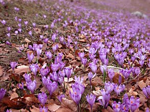 Crocus fields in spring