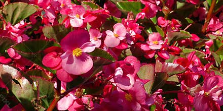 Mass of begonia blooms