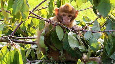 Young eating and scratching Barbary Macaque