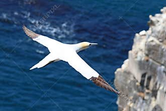 Northern Gannet at Cape St. Mary , Newfoundland, Canada
