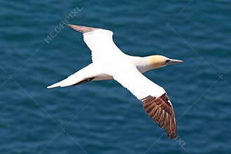 Northern Gannet at Cape St. Mary , Newfoundland, Canada
