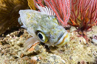 Kelp rockfish