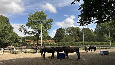 Horses grazing in sunlit paddock beside tall trees and blue sky, peaceful