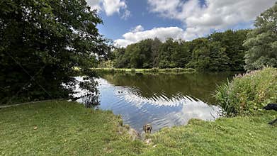 Calm park pond with rippling reflections, grassy banks, overhanging trees