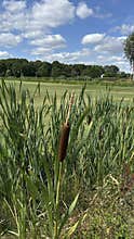 Closeup of brown cattail reeds by grassy riverside under blue sky with