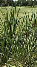 Tall green reeds and brown cattails growing beside calm park pond, with