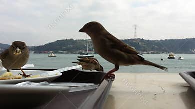 Flock of house sparrows eating food crumbs on a cafe table by the Bosphorus in Istanbul