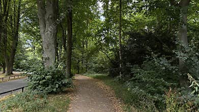Elegant White Dog Walking Through Amsterdam Forest, Urban Nature and Recreational