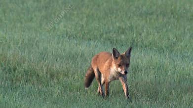 A fox in the early morning
