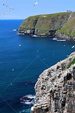 Gannet colony at Cape St. Mary , Newfoundland, Canada
