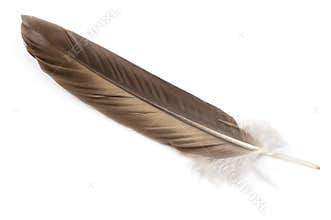 Feather