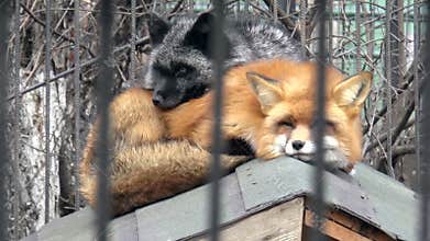 Mammals-Red Fox