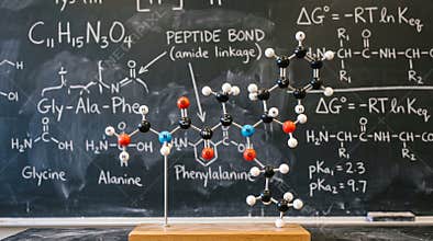 Molecular Structure Model of Peptide Bond on Chalkboard