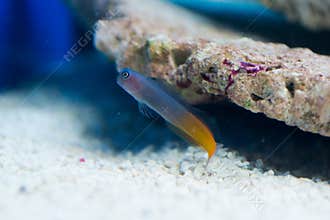 Ecsenius bicolor - Flame tail blenny