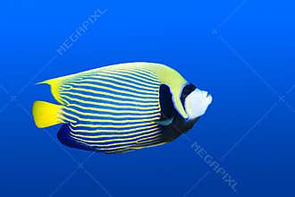 Angelfish