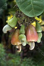 Cashew nuts and apples on plant