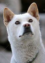 Jindo dog