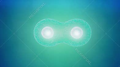 Cell division