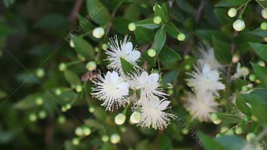 Honey Bee on a white flower