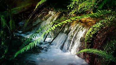 Beautiful Forest Stream