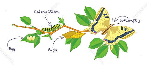 The metamorphosis of the butterfly. Life cycle