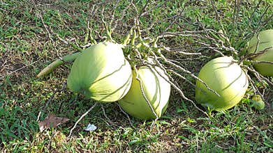 Coconut