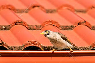 A noisy miner (Manorina melanocephala) on a red roof